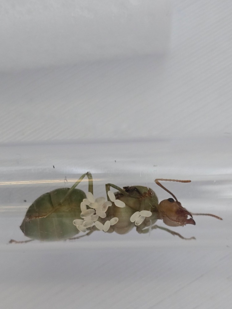 Oecophylla smaragdina